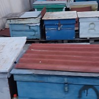 Продам пчелосемьи Евпатория