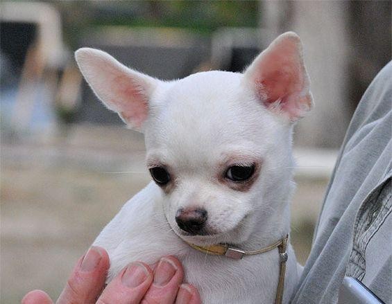 Chihuahua Dogs